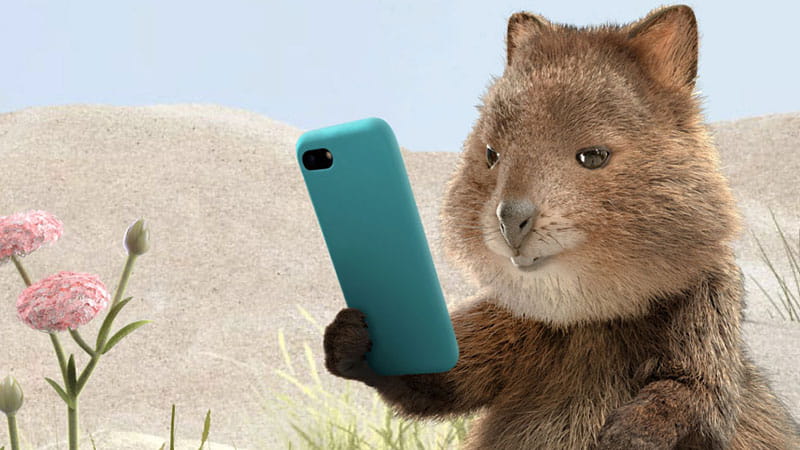 Quokka on mobile phone