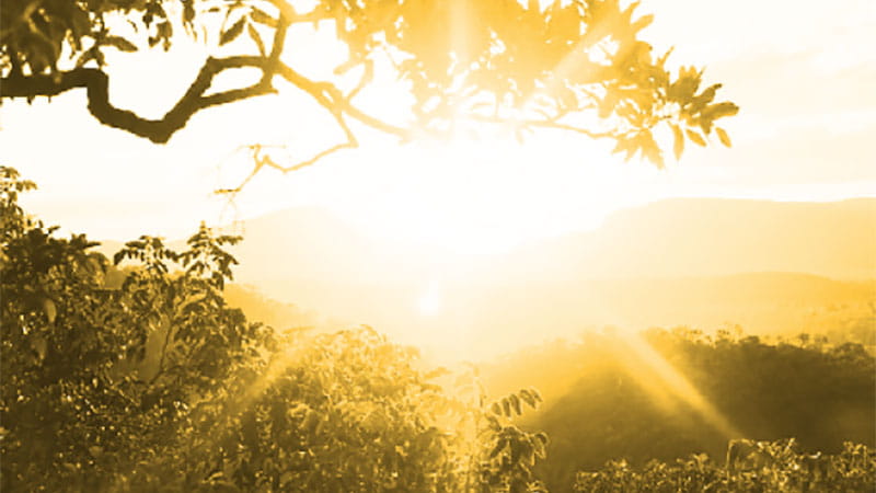 Sun rising in the bush