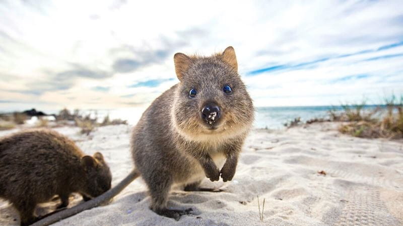 Quokka