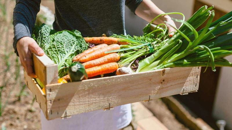 Woman carrying a box of fresh vegetables