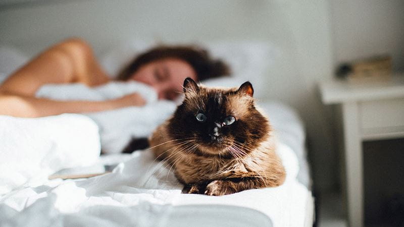 Woman and cat sleeping in bed