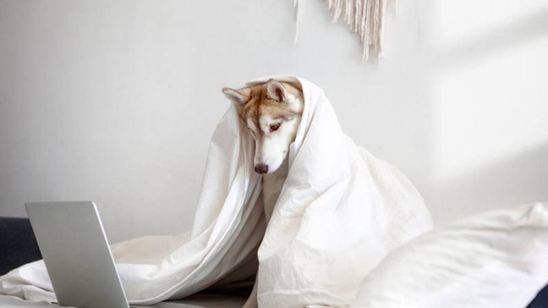 Dog looking at laptop under doona