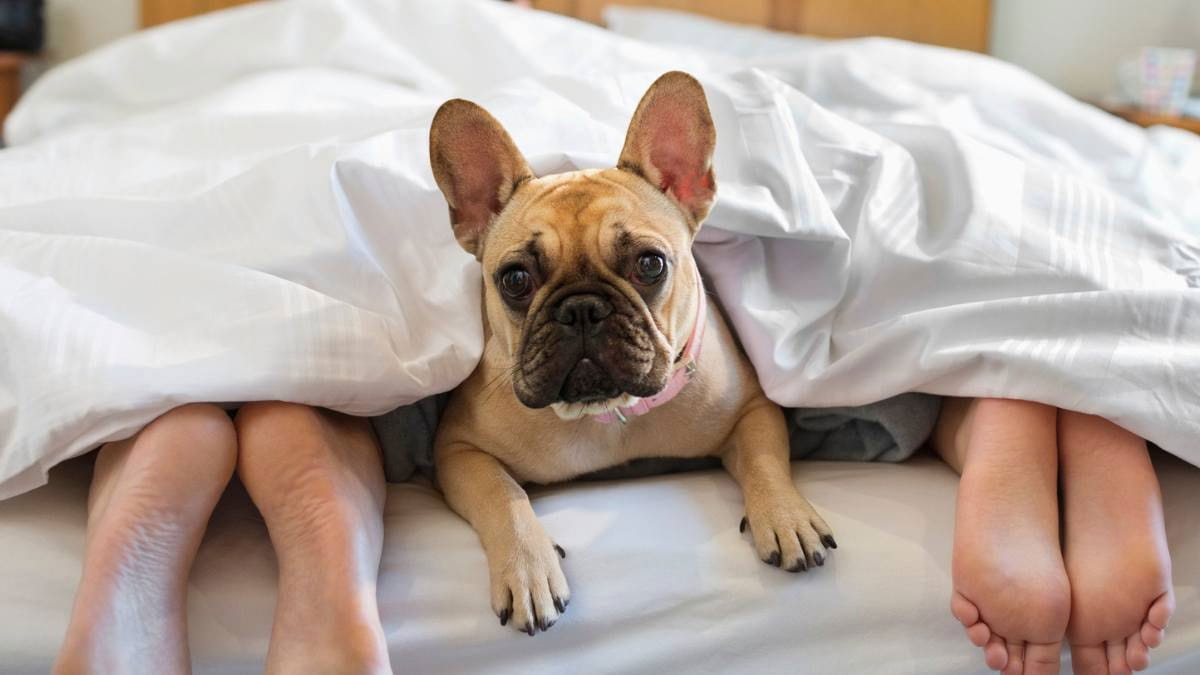 Couple and french bulldog lying in bed