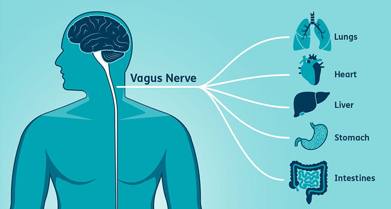 Vagus nerve infographic