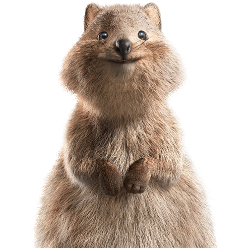HBF Quokka