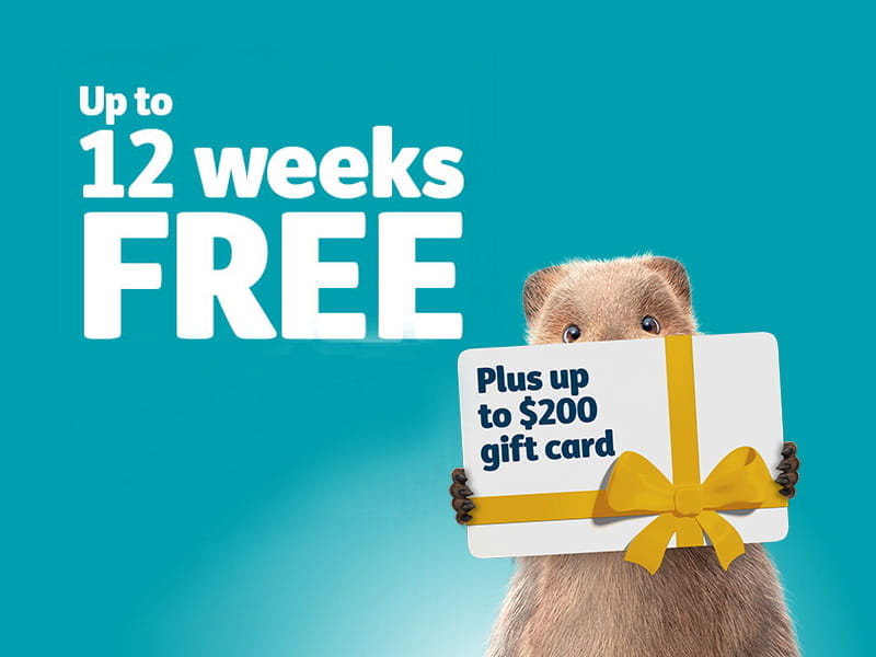 Quokka promoting up to 12 weeks free health insurance and up to a $200 gift card offer