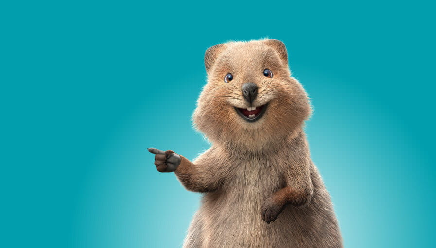 Quokka pointing