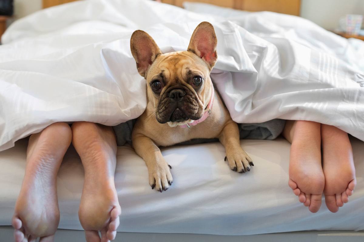 Dog in bed with two people