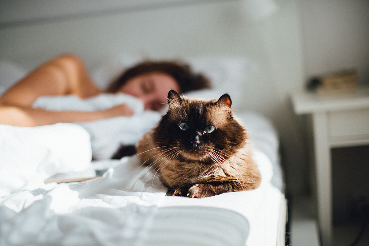 Girl asleep on bed with cat