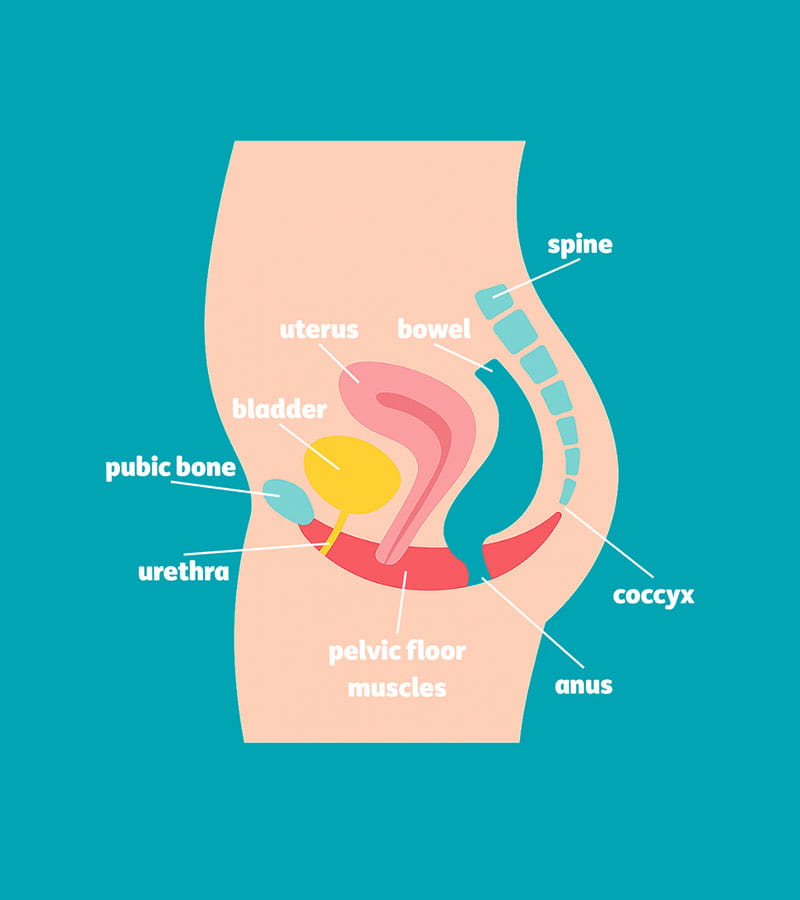 Graphic of female anatomy